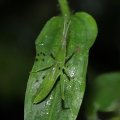 Atractomorpha similis at Capalaba, QLD - 17 Mar 2024 11:19 AM