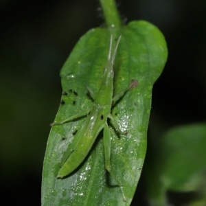 Atractomorpha similis at Capalaba, QLD - 17 Mar 2024