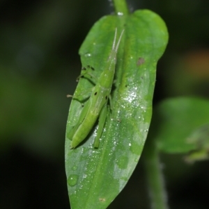 Atractomorpha similis at Capalaba, QLD - 17 Mar 2024 11:19 AM