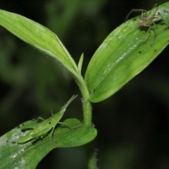 Atractomorpha similis at Capalaba, QLD - 17 Mar 2024