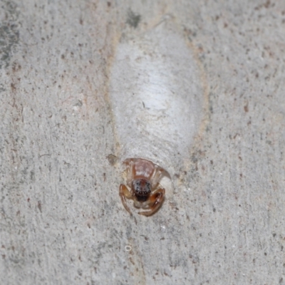 Unidentified Jumping or peacock spider (Salticidae) at Capalaba, QLD - 17 Mar 2024 by TimL