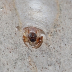 Arasia sp. at Capalaba, QLD - 17 Mar 2024