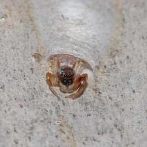 Arasia sp. at Capalaba, QLD - 17 Mar 2024