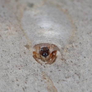 Arasia sp. at Capalaba, QLD - 17 Mar 2024