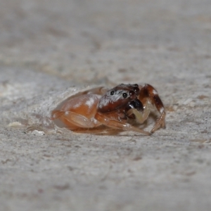 Arasia sp. at Capalaba, QLD - 17 Mar 2024