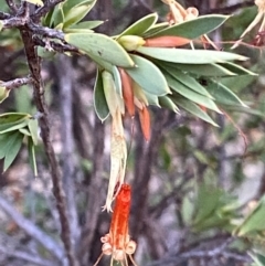 Styphelia triflora (Five-corners) at Grenfell, NSW - 16 Mar 2024 by RAllen