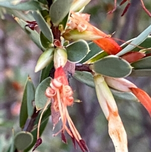 Styphelia triflora at Grenfell, NSW - 16 Mar 2024