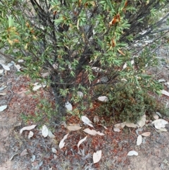 Styphelia triflora at Grenfell, NSW - 16 Mar 2024