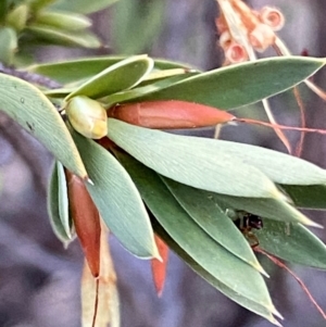 Styphelia triflora at Grenfell, NSW - 16 Mar 2024