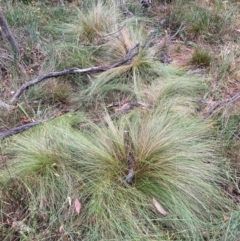 Nassella trichotoma (Serrated Tussock) at Mount Majura - 17 Mar 2024 by waltraud