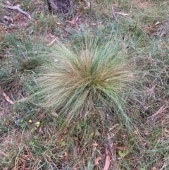 Nassella trichotoma (Serrated Tussock) at Watson, ACT - 17 Mar 2024 by waltraud