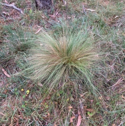 Nassella trichotoma (Serrated Tussock) at Mount Majura - 16 Mar 2024 by waltraud