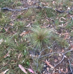 Nassella trichotoma at Mount Majura - 17 Mar 2024 10:37 AM