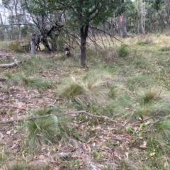 Nassella trichotoma (Serrated Tussock) at Mount Majura - 17 Mar 2024 by waltraud