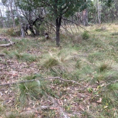 Nassella trichotoma (Serrated Tussock) at Watson, ACT - 17 Mar 2024 by waltraud