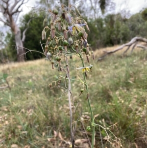 Dianella sp. aff. longifolia (Benambra) at Mount Majura - 17 Mar 2024