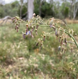 Dianella sp. aff. longifolia (Benambra) at Mount Majura - 17 Mar 2024