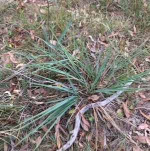 Dianella sp. aff. longifolia (Benambra) at Mount Majura - 17 Mar 2024 01:49 PM