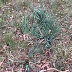 Dianella sp. aff. longifolia (Benambra) (Pale Flax Lily, Blue Flax Lily) at Mount Majura - 17 Mar 2024 by waltraud