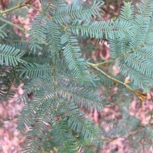 Acacia decurrens at Mount Majura - 17 Mar 2024