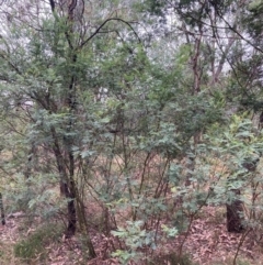 Acacia decurrens at Mount Majura - 17 Mar 2024