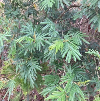 Acacia mearnsii (Black Wattle) at Mount Majura - 17 Mar 2024 by waltraud