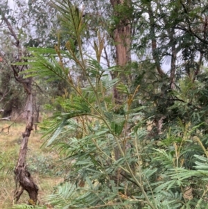 Acacia mearnsii at Mount Majura - 17 Mar 2024 10:47 AM