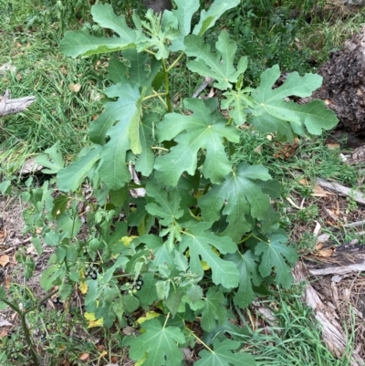 Ficus carica (Fig) at Mount Majura - 17 Mar 2024 by waltraud