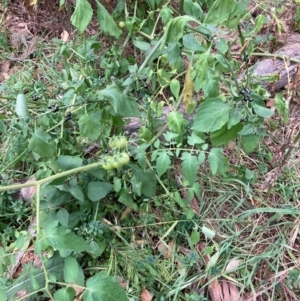 Solanum lycopersicum at Mount Majura - 17 Mar 2024
