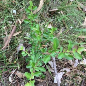 Pyracantha sp. at Mount Majura - 17 Mar 2024