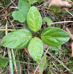 Viburnum tinus (Laurustinus) at Watson, ACT - 17 Mar 2024 by waltraud