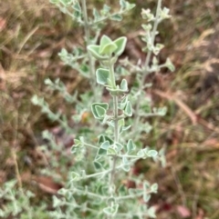 Rhagodia spinescens (Creeping Saltbush) at Oakey Hill - 17 Mar 2024 by RobynS