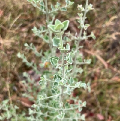 Unidentified Plant at Oakey Hill - 17 Mar 2024 by RobynS