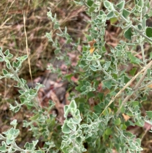 Rhagodia spinescens at Oakey Hill - 17 Mar 2024 11:29 AM