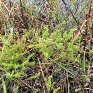 Asperula conferta at Oakey Hill - 17 Mar 2024