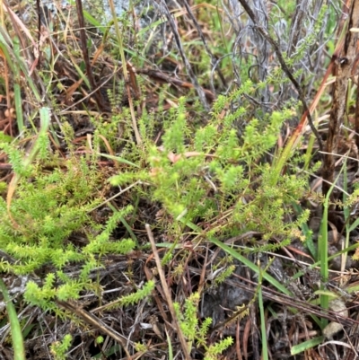 Asperula conferta (Common Woodruff) at Oakey Hill - 16 Mar 2024 by RobynS