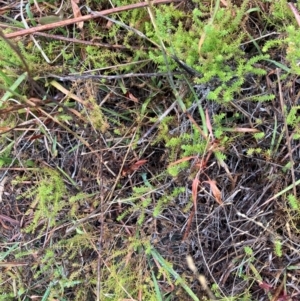 Asperula conferta at Oakey Hill - 17 Mar 2024