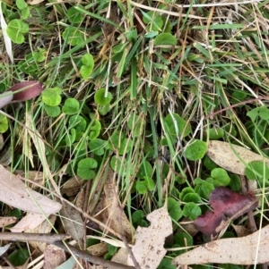 Dichondra repens at Oakey Hill - 17 Mar 2024 11:34 AM