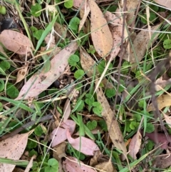 Dichondra repens at Oakey Hill - 17 Mar 2024