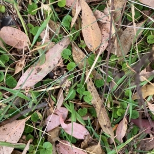 Dichondra repens at Oakey Hill - 17 Mar 2024