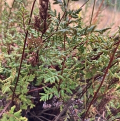 Cheilanthes sieberi subsp. sieberi (Mulga Rock Fern) at Oakey Hill - 17 Mar 2024 by RobynS