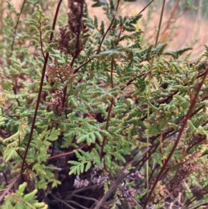 Cheilanthes sieberi subsp. sieberi at Oakey Hill - 17 Mar 2024