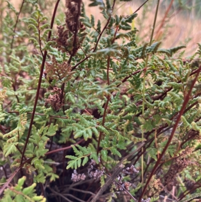 Cheilanthes sieberi subsp. sieberi (Narrow Rock Fern) at Oakey Hill - 17 Mar 2024 by RobynS