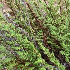 Cheilanthes sieberi subsp. sieberi at Oakey Hill - 17 Mar 2024