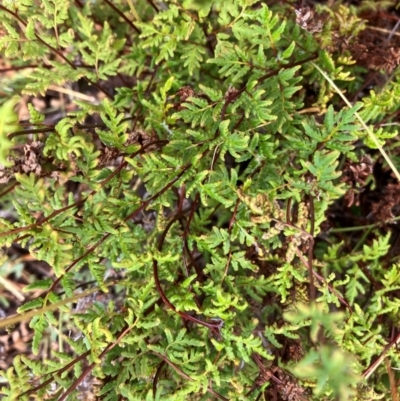 Cheilanthes sieberi subsp. sieberi (Mulga Rock Fern) at Oakey Hill - 17 Mar 2024 by RobynS