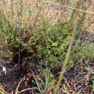 Cheilanthes sieberi subsp. sieberi at Oakey Hill - 17 Mar 2024