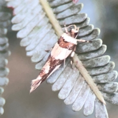 Macrobathra (genus) at Campbell, ACT - 17 Mar 2024