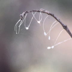 Neuroptera (order) (Unidentified lacewing) at Campbell, ACT - 17 Mar 2024 by Hejor1