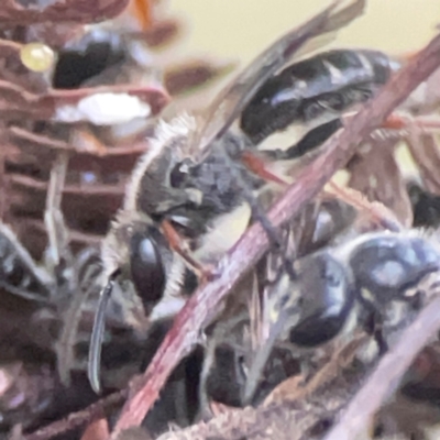 Unidentified Bee (Hymenoptera, Apiformes) at Campbell, ACT - 17 Mar 2024 by Hejor1