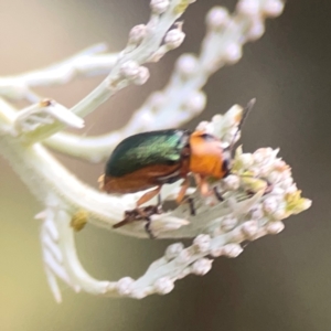 Aporocera (Aporocera) consors at Campbell, ACT - 17 Mar 2024